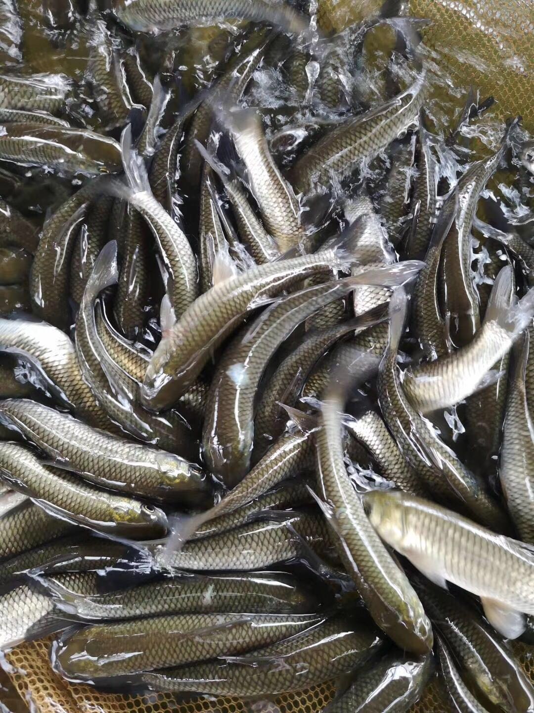 脆肉鯇 脆肉鯇.鯇魚苗 脆肉鯇.鯇魚苗批發(fā)價(jià)格可議