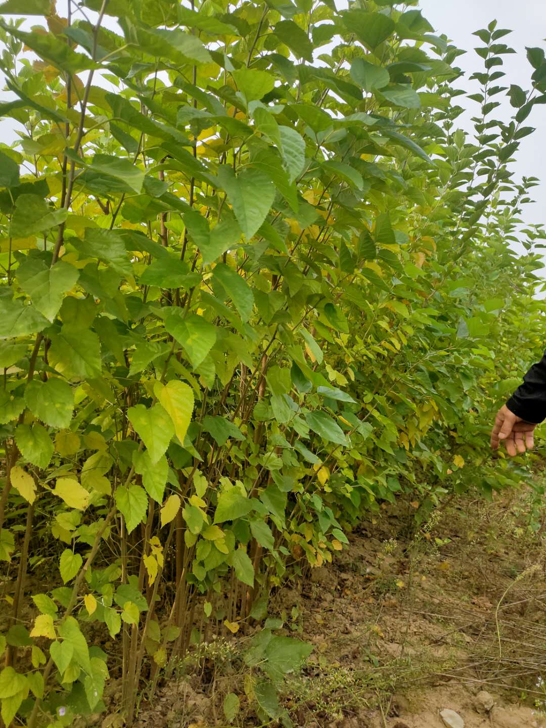 山西桑樹種植-價(jià)格-批發(fā)-哪家好 桑樹