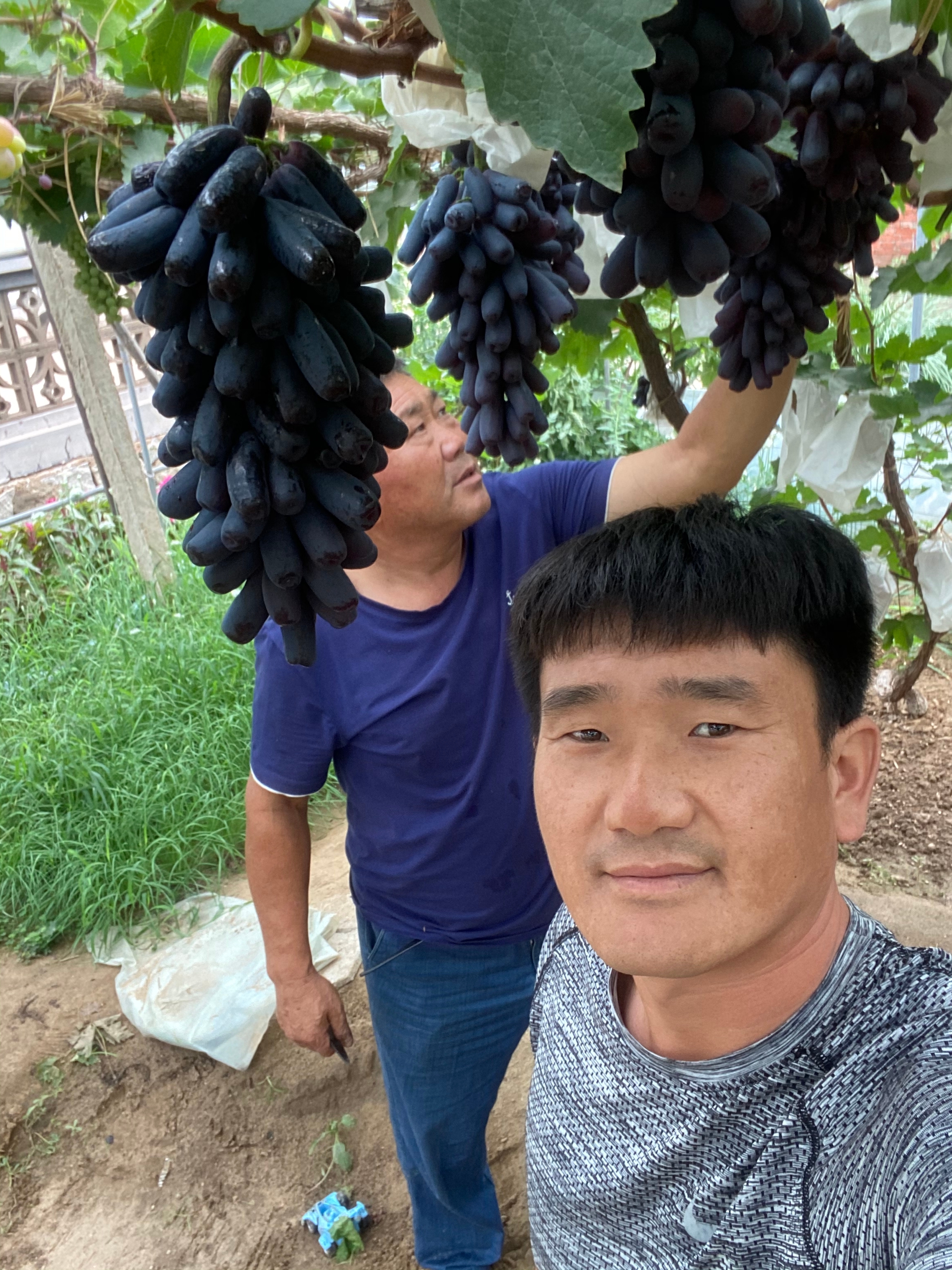 陽光十三葡萄苗
