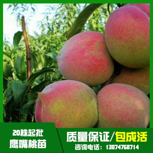 貴州鷹嘴桃樹苗基地直銷、批發(fā)、價(jià)格、大量供應(yīng)【祁陽縣旺龍種植合作社】