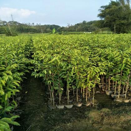 廣西桂林沉香大杯苗種植基地銷(xiāo)售批發(fā)價(jià)格