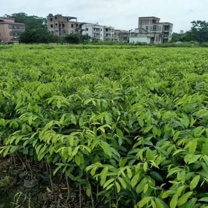 廣西桂林沉香大杯苗種植基地銷(xiāo)售批發(fā)價(jià)格
