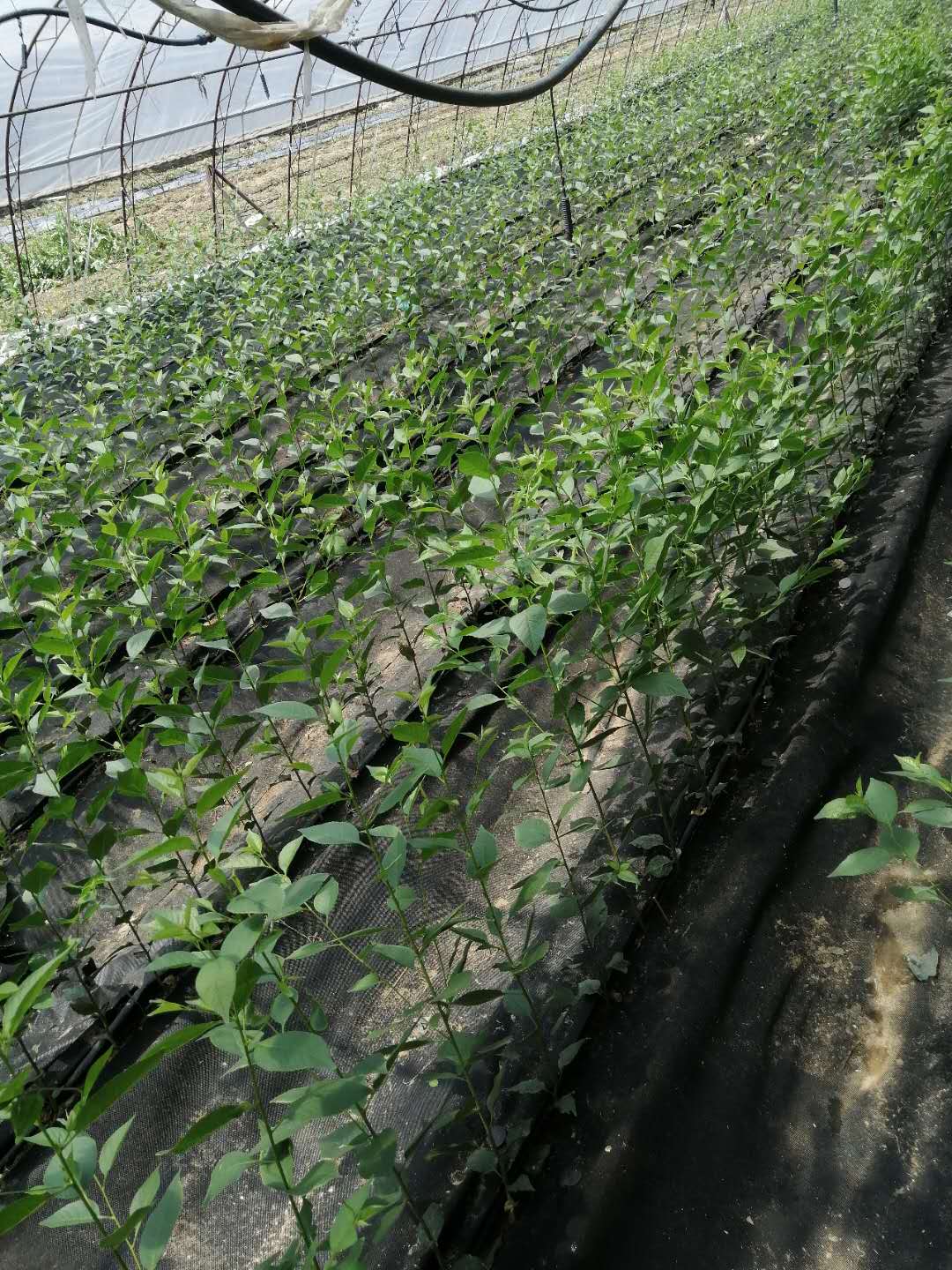 吉塞拉儲存苗  苗木批發(fā)供應商種植基地果苗批發(fā)貨源【泰安芙柔娜苗木有限責任公司】