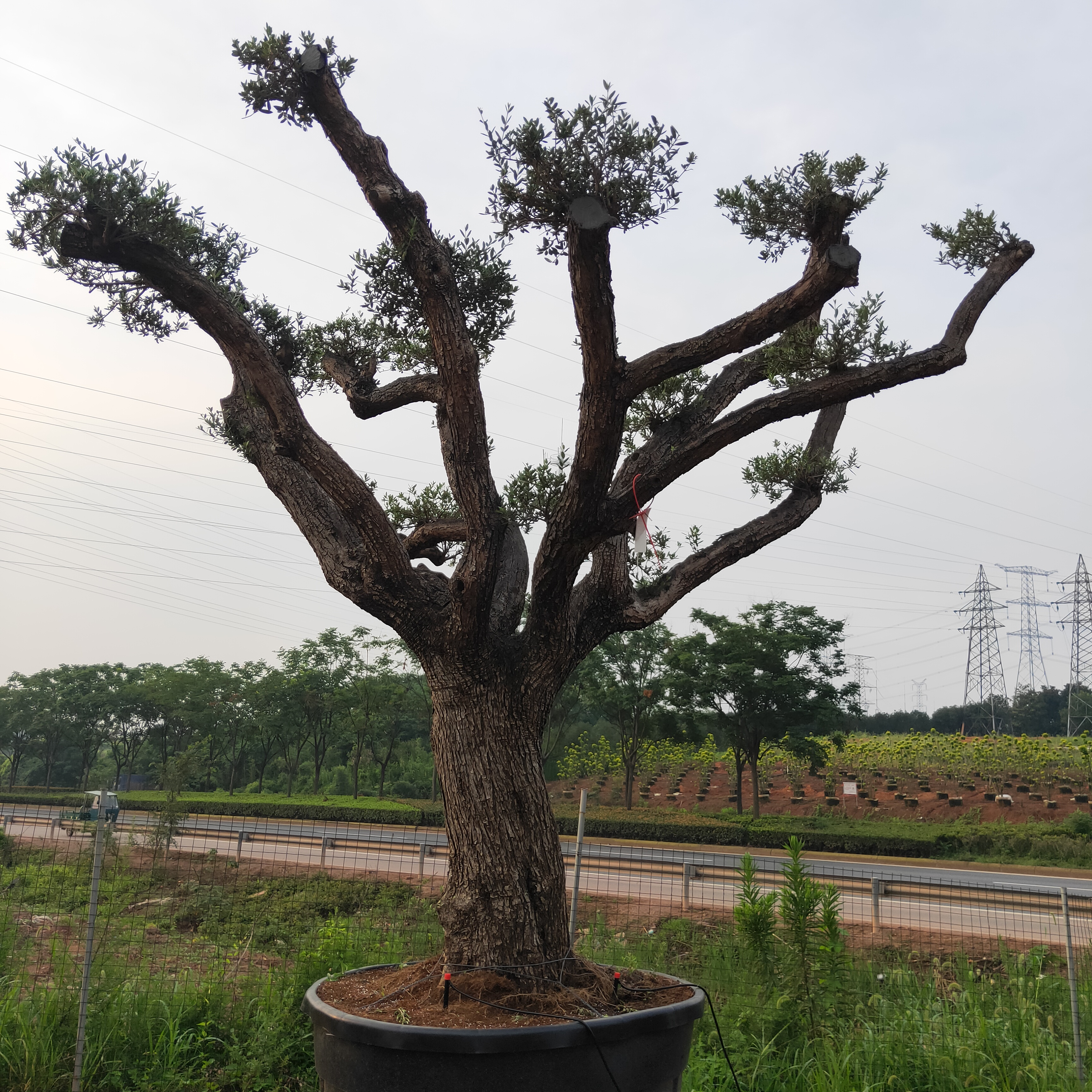 西班牙油橄欖批發(fā) 西班牙油橄欖價(jià)格