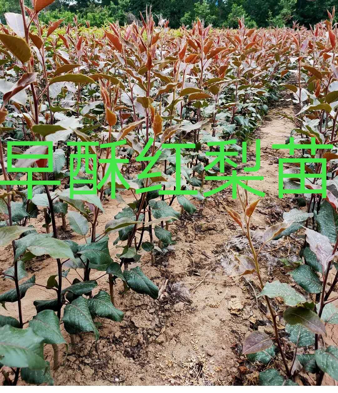山東圓黃梨苗，黃金梨苗，紅梨苗，杜梨苗種植基地