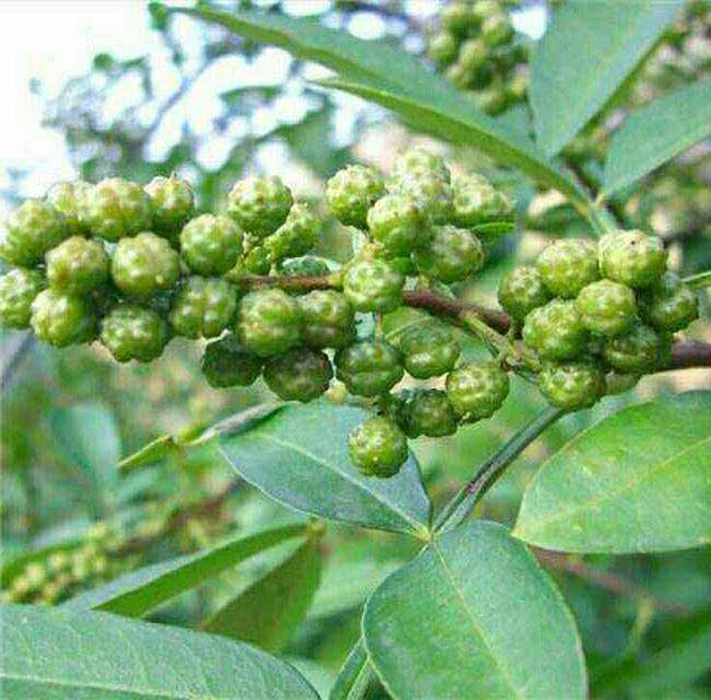 山西花椒苗價格 花椒苗批量供應(yīng) 山西花椒苗產(chǎn)地報價