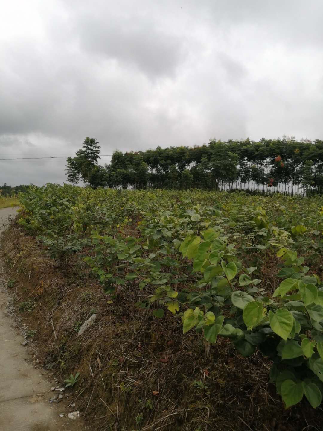 到底哪家好!馬褂木苗種植基地苗圃產(chǎn)地批發(fā)價(jià)格-利川市眾森種苗專業(yè)合作社