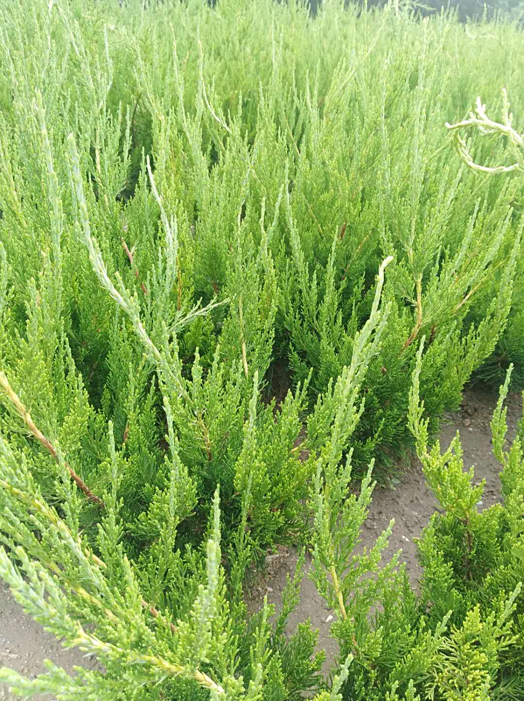 龍柏苗常年供應(yīng) 龍柏苗*惠