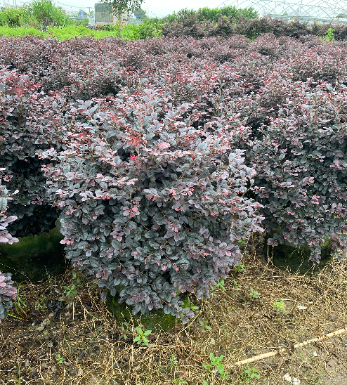 紅繼木球大量銷(xiāo)售 紅繼木球價(jià)格 紅繼木球基地