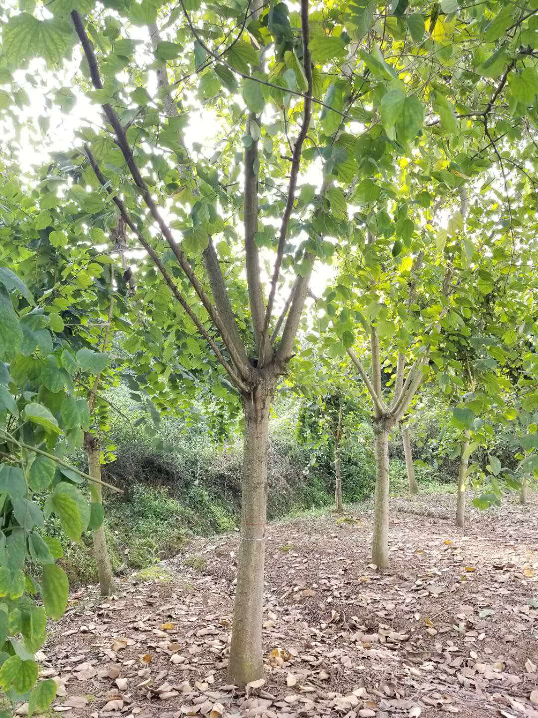 四川羊蹄甲種植基地、產(chǎn)地、批發(fā)、熱線【瀘縣萬象錦園花木有限公司】