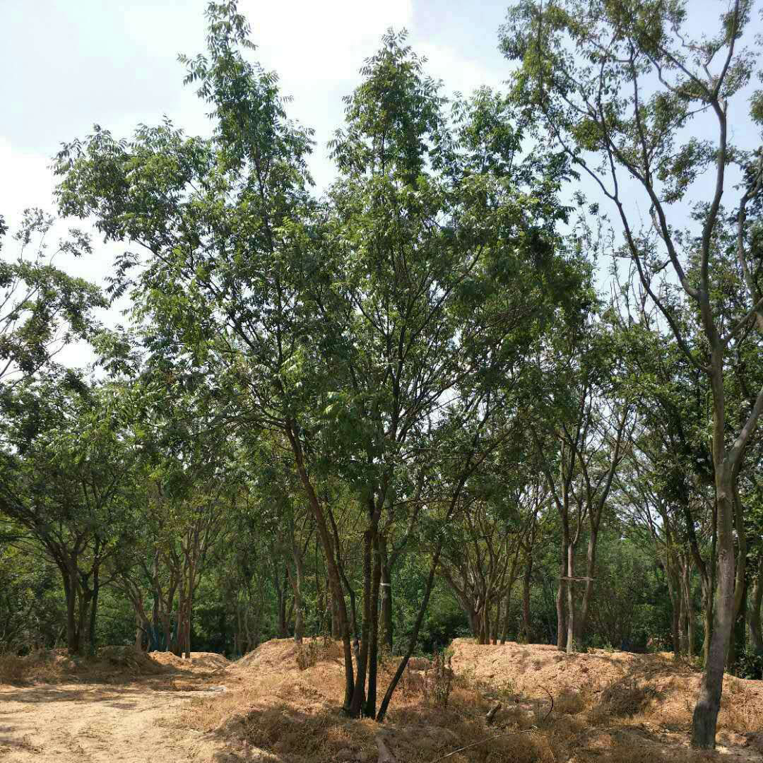 安徽叢生黃連木基地-安徽叢生黃連木批發(fā)價(jià)格-【民澤草坪苗木種植基地】