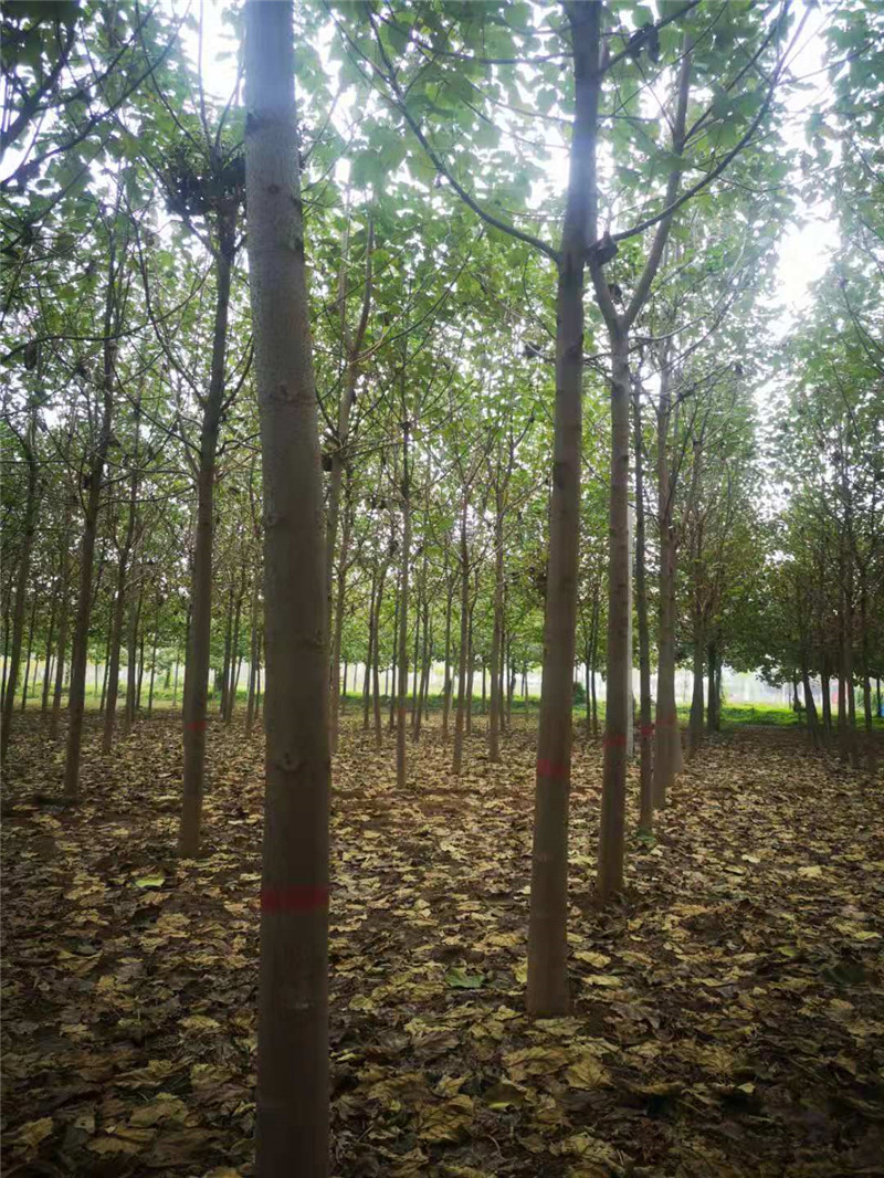 山西泡桐樹基地直銷、產(chǎn)地*、批發(fā)、價格【河南省民權(quán)縣紫穗槐速生楊培育基地】