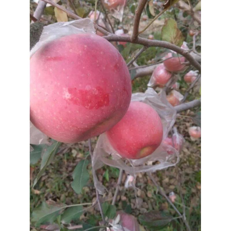 直銷(xiāo)矮化蘋(píng)果苗 嫁接蘋(píng)果樹(shù)苗 紅富士蘋(píng)果樹(shù)苗 煙富蘋(píng)果樹(shù)苗