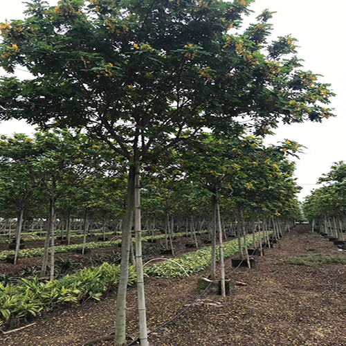 黃花槐批發(fā)價格 黃花槐廠家