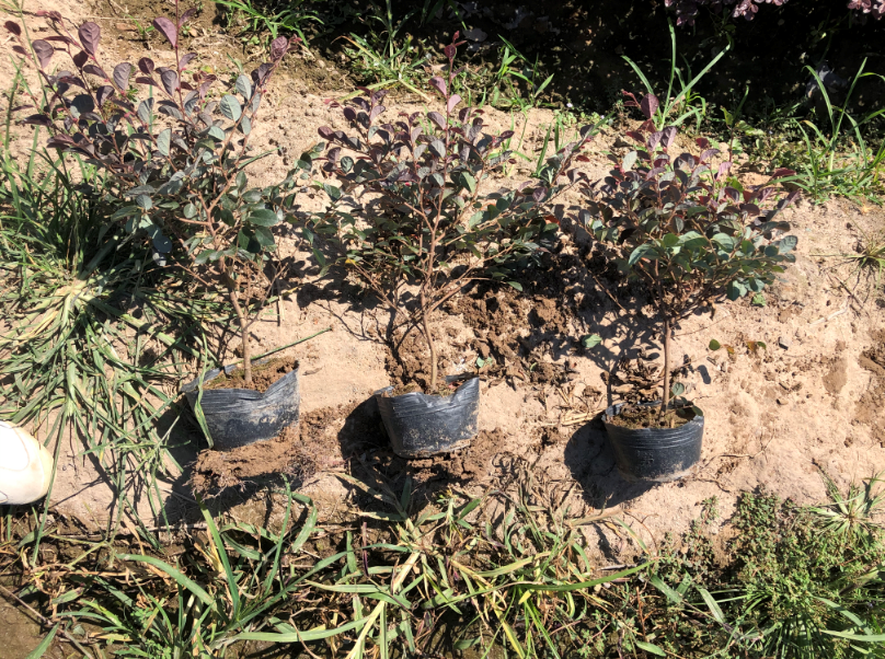 江蘇紅花繼木大杯苗基地 、價(jià)格、  供應(yīng)、批發(fā)【金華市清萌園林綠化有限公司】
