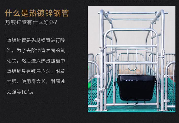 母豬限位欄 豬用定位欄位欄