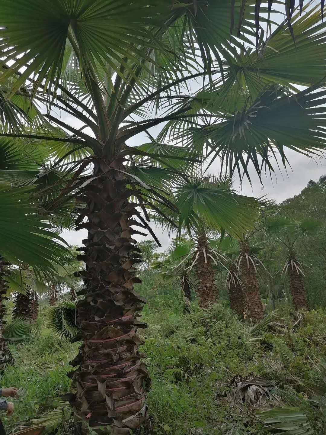 福建老人葵 老人葵基地 各種規(guī)格老人葵 老人葵批發(fā) 老人葵價格 老人葵報價