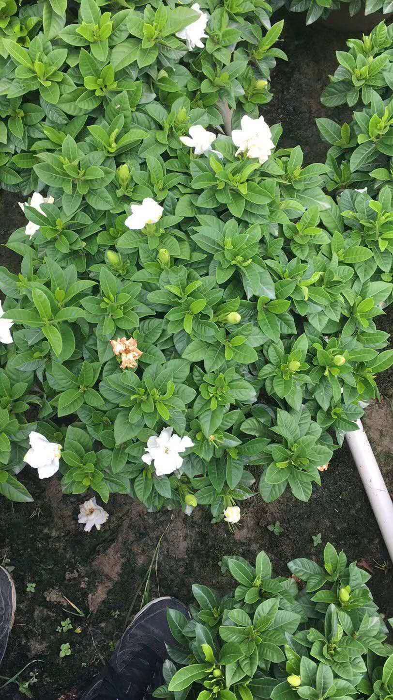 230#小葉梔子花養(yǎng)殖方法  小葉梔子花供貨商  小葉梔子花批發(fā)價(jià)格