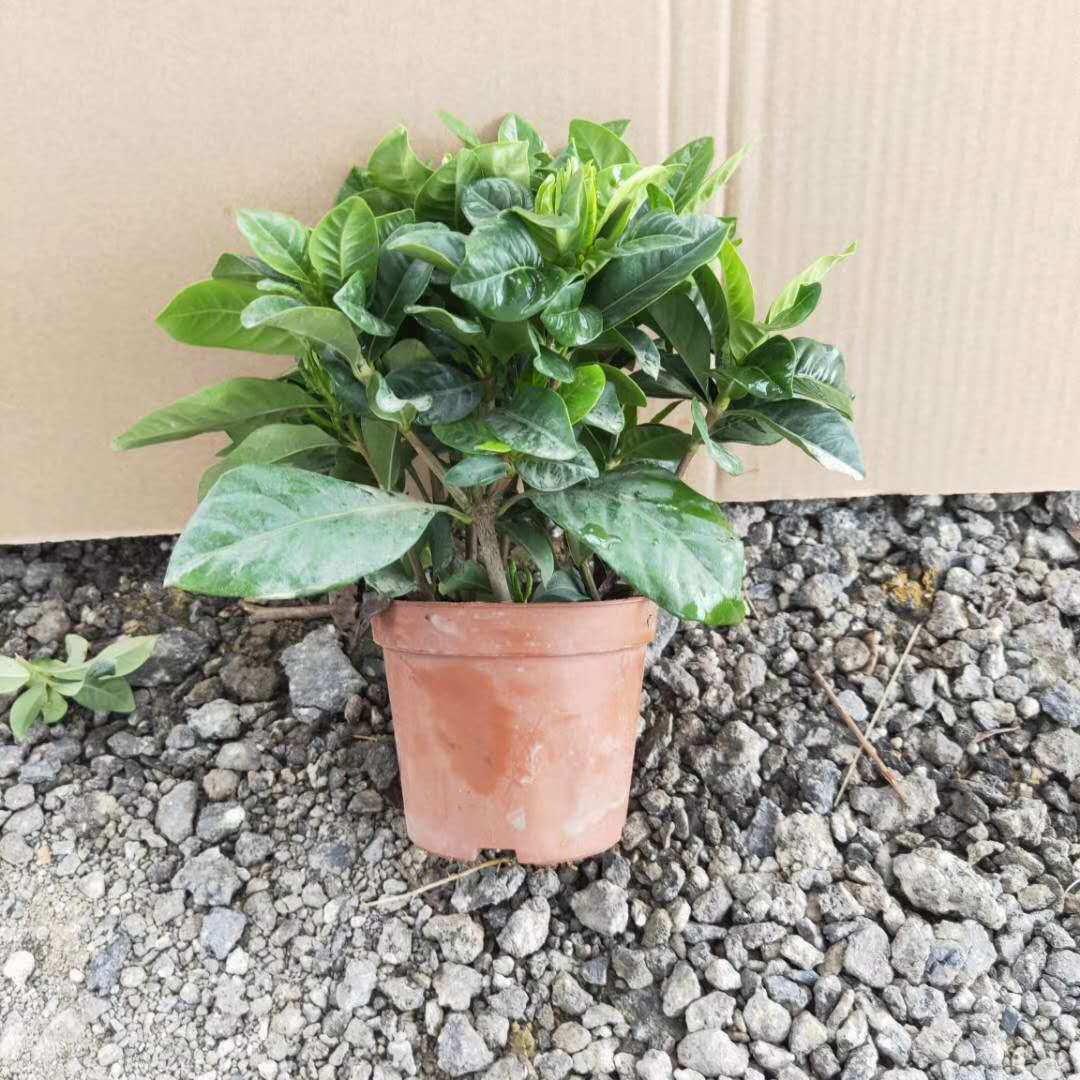 90#小葉梔子花小苗養(yǎng)殖方法  小葉梔子花盆栽供貨商  90#小葉梔子花小苗批發(fā)價格