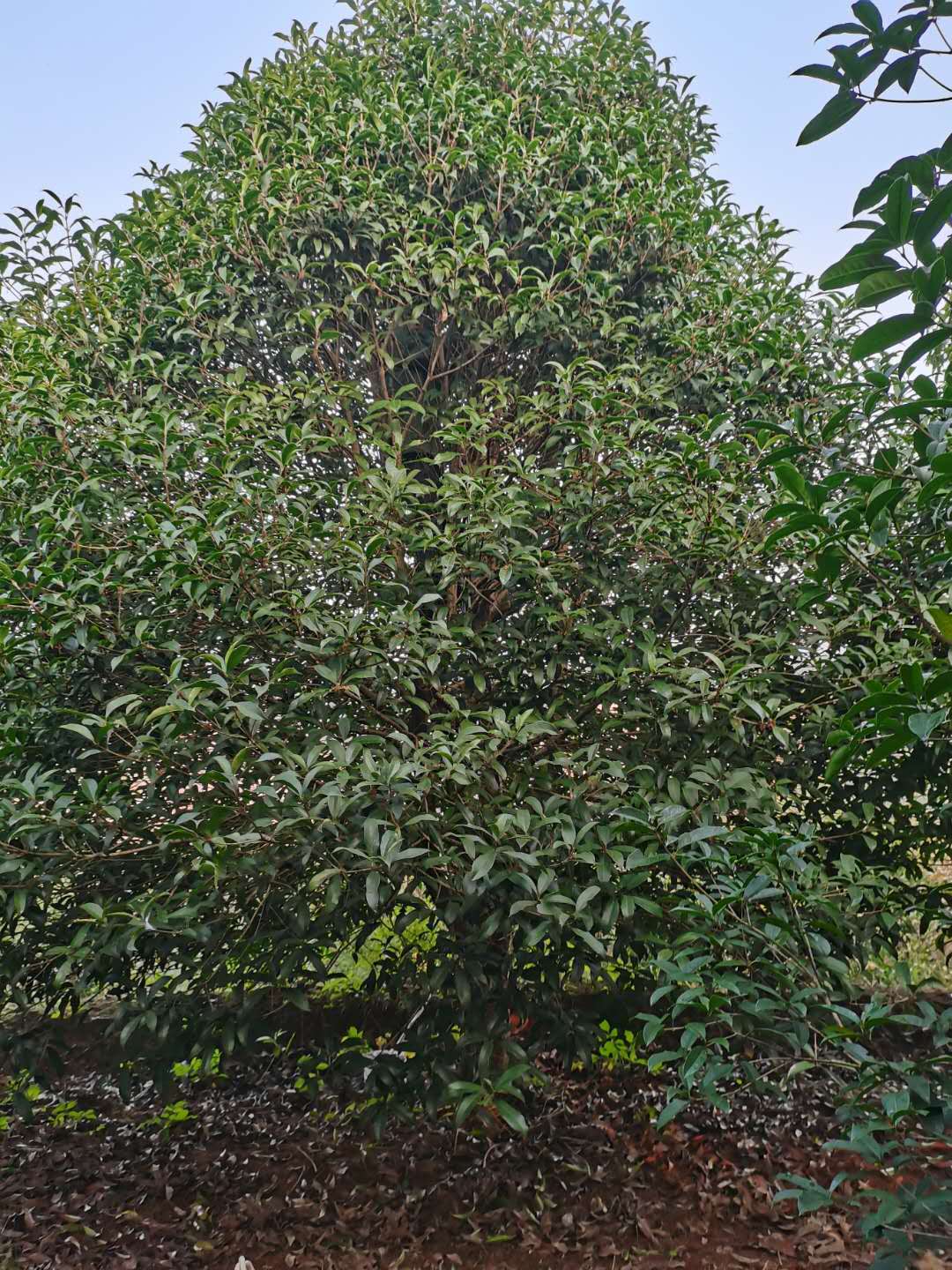 3米5桂花樹(shù)批發(fā)-價(jià)格-多少錢