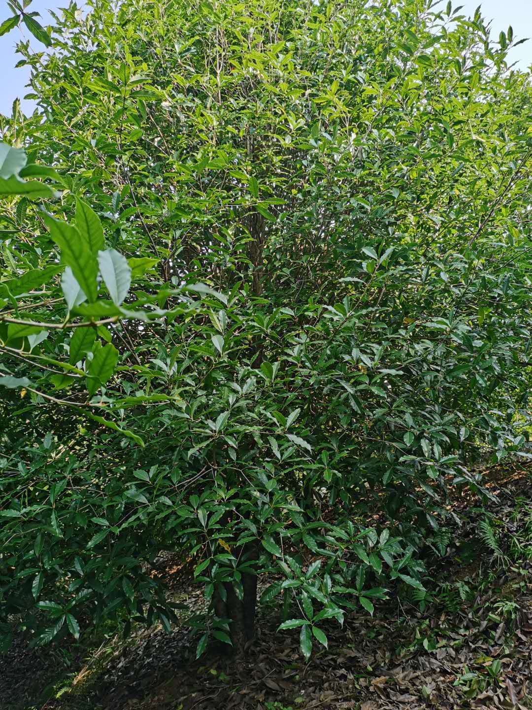 山西桂花樹苗木價格-廠家-供應商