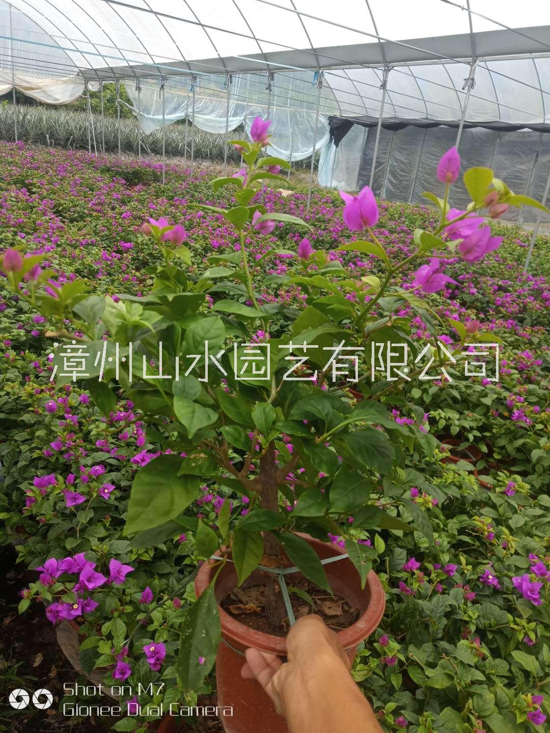 福建三角梅價(jià)格@批發(fā)@廠家直銷