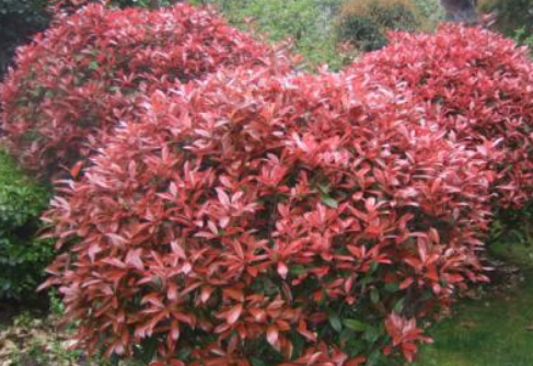 紅葉石楠報(bào)價(jià)  紅葉石楠哪家好  紅葉石楠基地