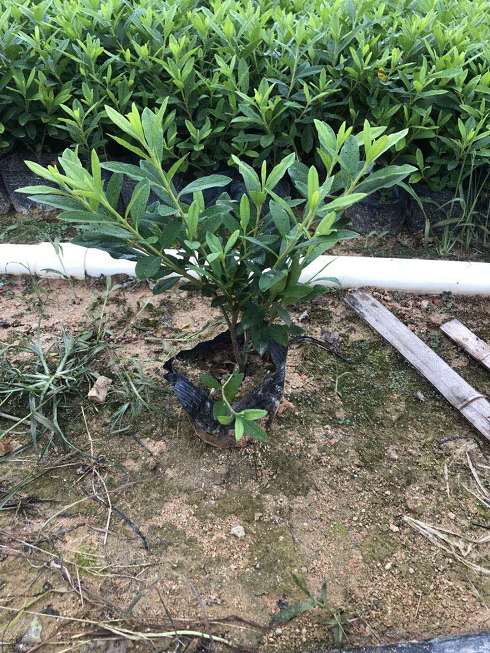 廣東@廣西@東莞毛杜鵑種植基地