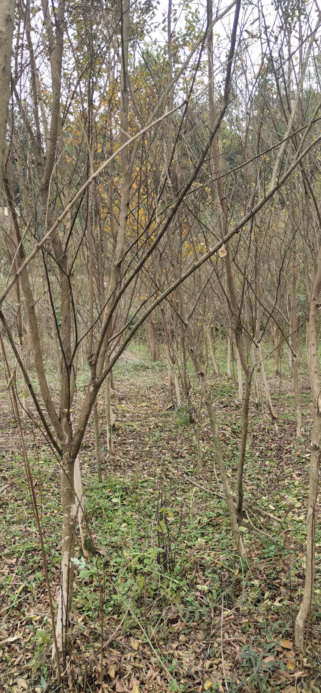 紫薇 湖北局紫薇基地 利川紫薇價(jià)格 武漢紫薇供應(yīng)商  3公分紫微苗