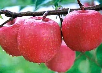 夏紅蘋果苗*惠 夏紅蘋果苗常年供應(yīng)