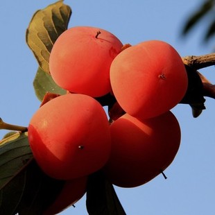 日本次郎甜柿子苗富有甜柿子苗