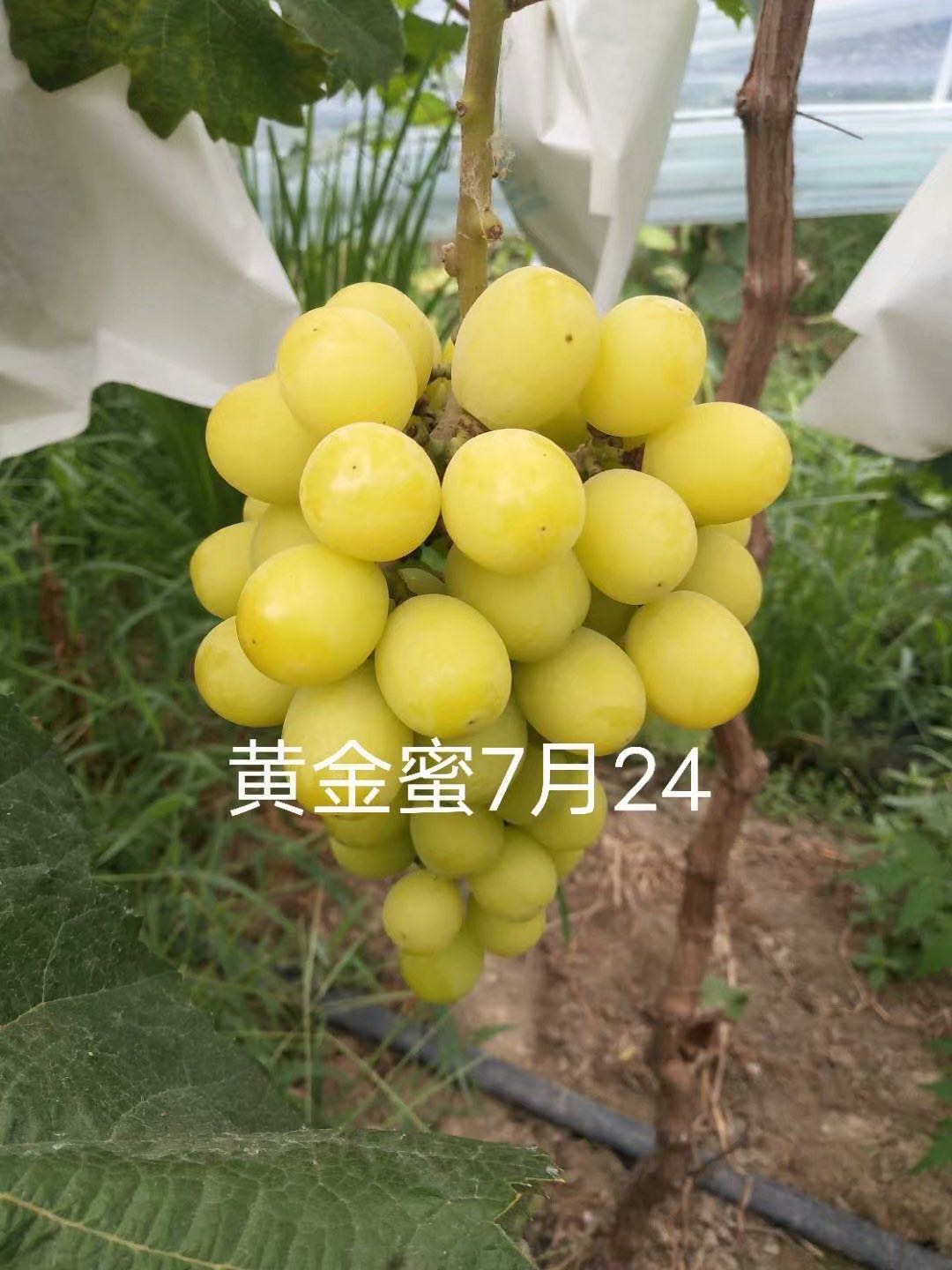 黃金蜜葡萄苗廠家直銷 黃金蜜葡萄苗*惠