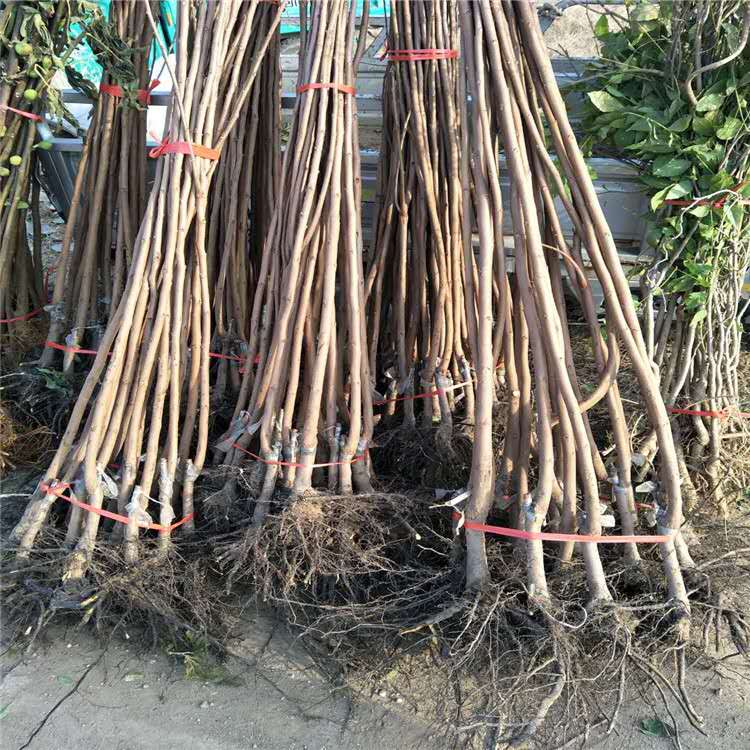 柿子樹苗價格 陽豐甜柿 牛心柿 磨盤柿苗 次郎柿子苗 品種優(yōu)良