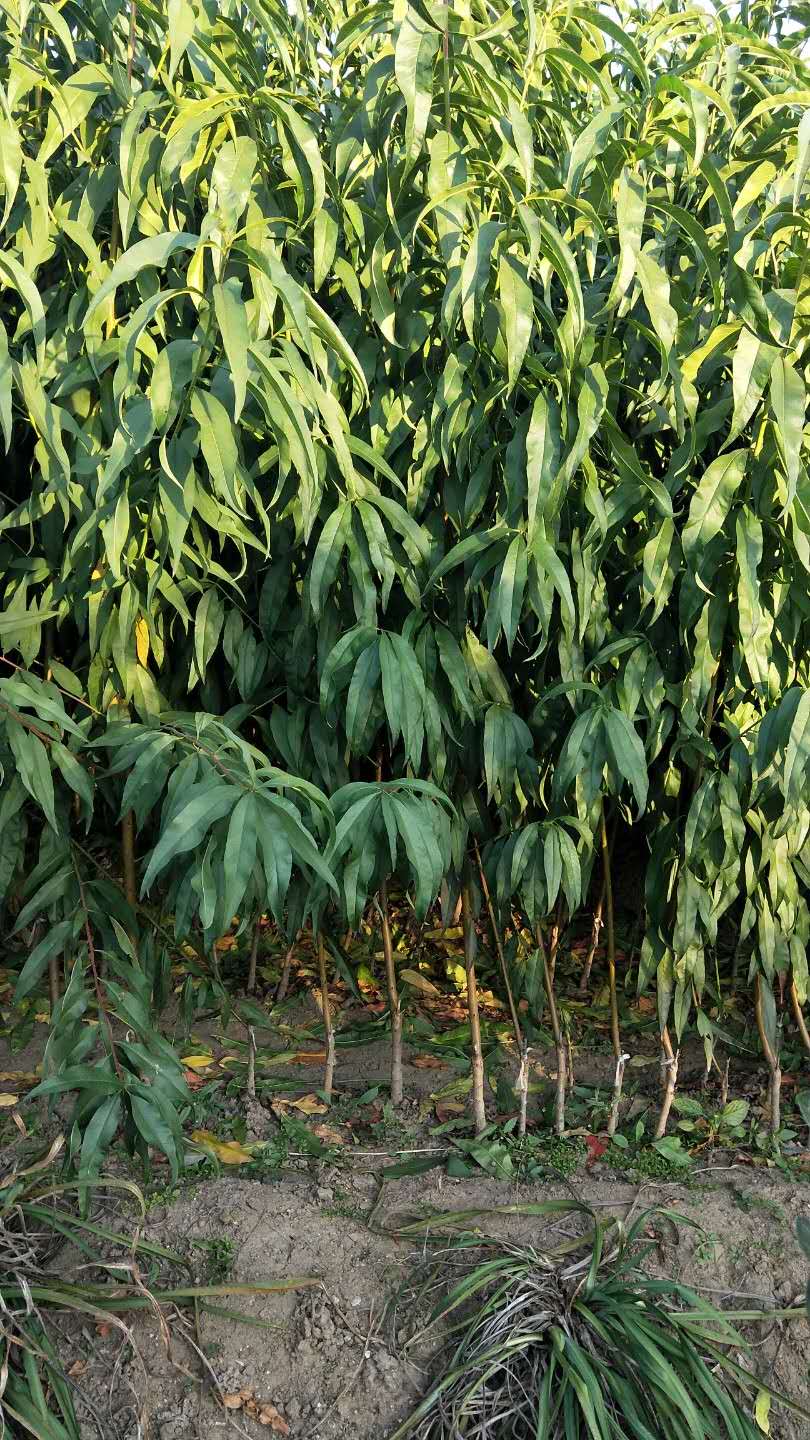 苗圃出售油桃樹苗 早熟桃苗 油桃苗 大小規(guī)格齊全 品種優(yōu)良*惠