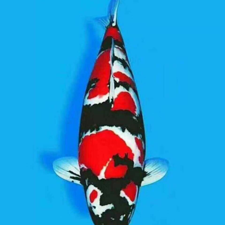 東莞日本錦鯉供應(yīng)商直銷   東莞日本錦鯉價格電話