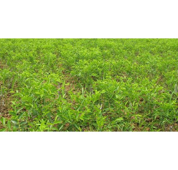 湖南冬棗樹苗產(chǎn)地*-冬棗樹苗批發(fā)價(jià)-冬棗樹苗基地聯(lián)系人