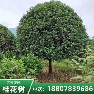 廣西*金桂嫁接桂花樹(shù)種植基地直銷批發(fā)價(jià)格、廣西金桂嫁接桂花樹(shù)現(xiàn)貨報(bào)價(jià)【全州縣文祥苗圃】