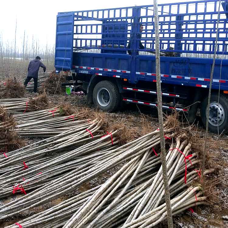 楊樹苗意楊無絮楊速生楊樹苗種條107楊樹苗速生楊樹苗批發(fā)河南楊樹苗價格