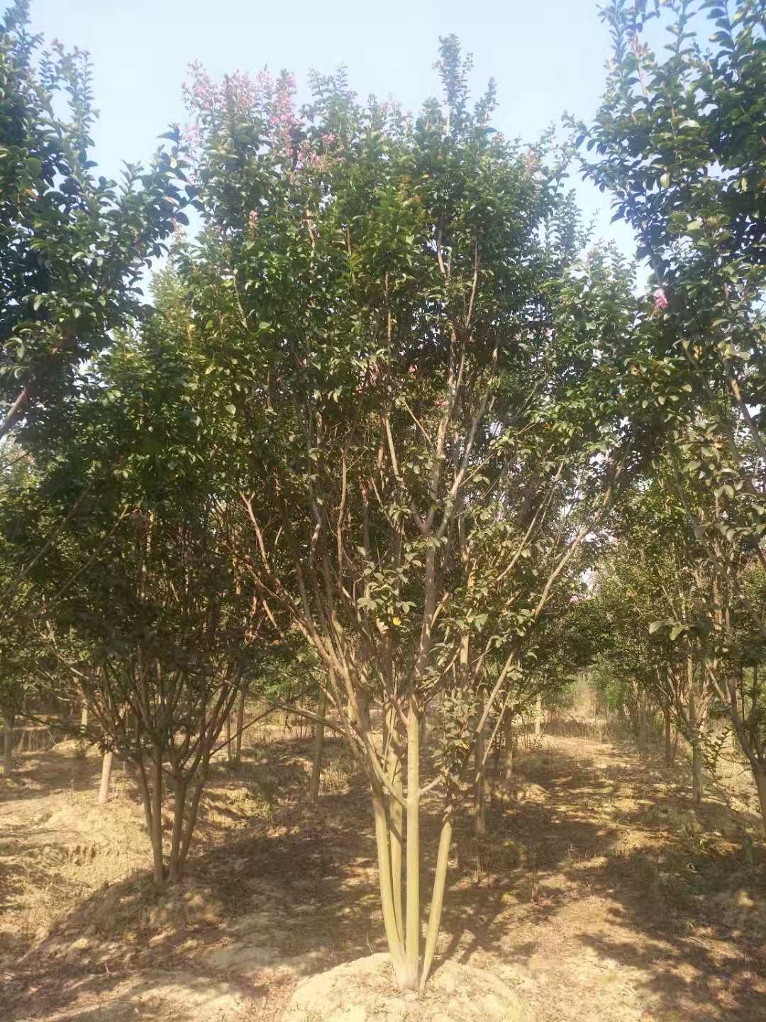 叢生紫薇 叢生紫薇種植   叢生紫薇價(jià)格 叢生紫薇基地 園林綠化樹(shù)木 叢生紫薇供應(yīng)