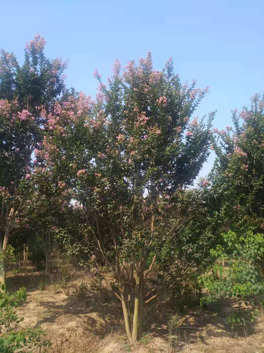 叢生紫薇 叢生紫薇種植   叢生紫薇價(jià)格 叢生紫薇基地 園林綠化樹(shù)木 叢生紫薇供應(yīng)