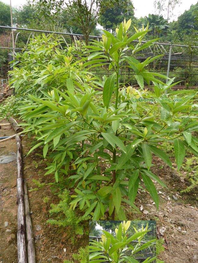 供應廣西香粉樹苗和刨花楠苗 香膠木苗與火力楠苗簡訊