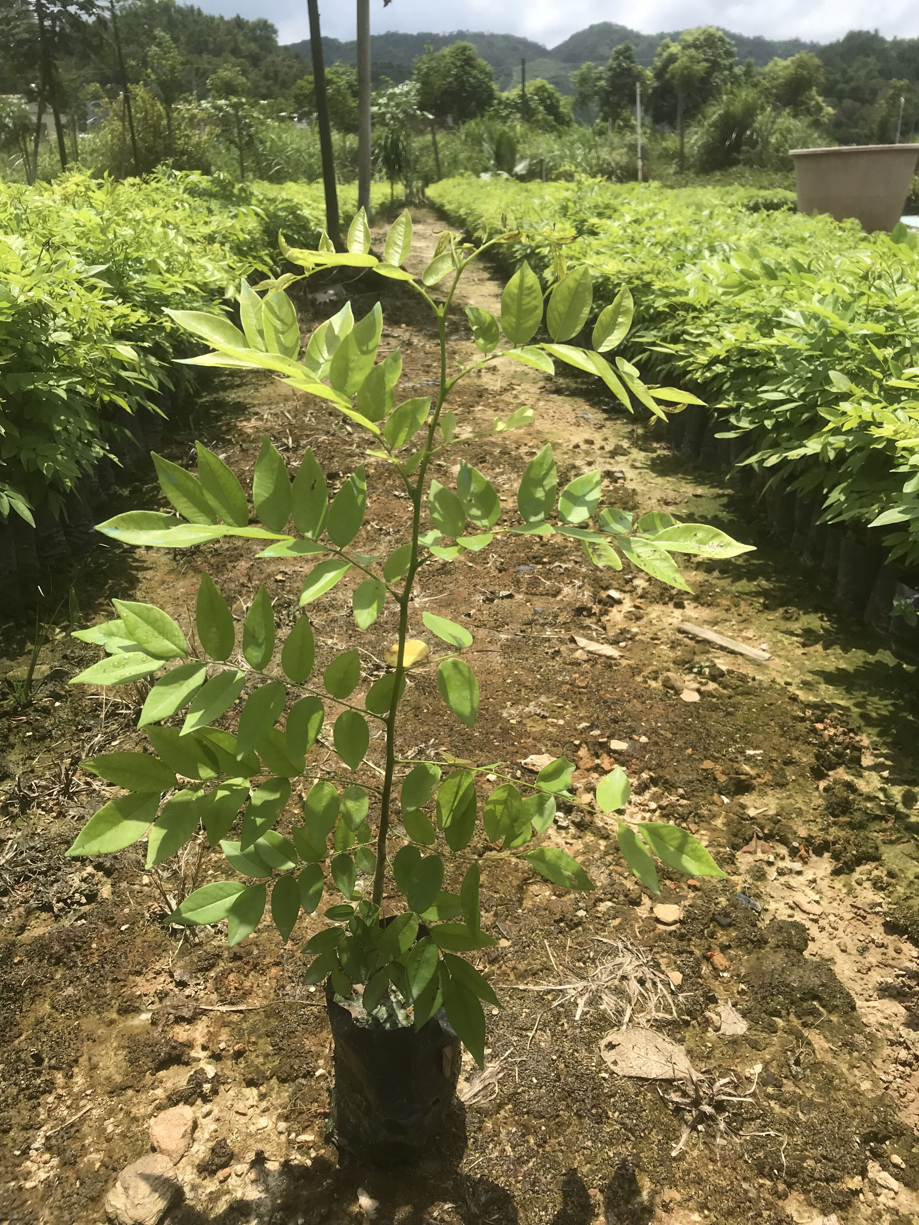 供應(yīng)海南黃花梨樹(shù)苗、降香黃檀、黃花梨樹(shù)苗批發(fā)