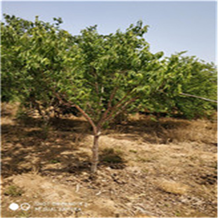 云杉 山東泰安云杉樹苗