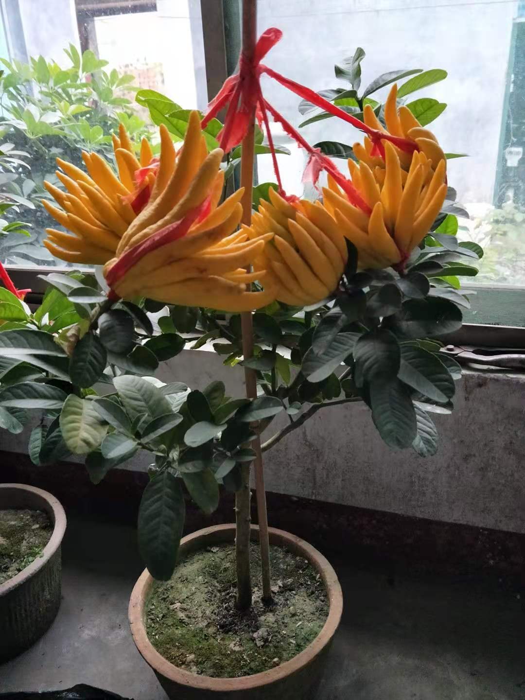 金佛手苗哪家優(yōu)惠  金佛手苗直銷  金佛手苗大量銷售  金佛手苗基地