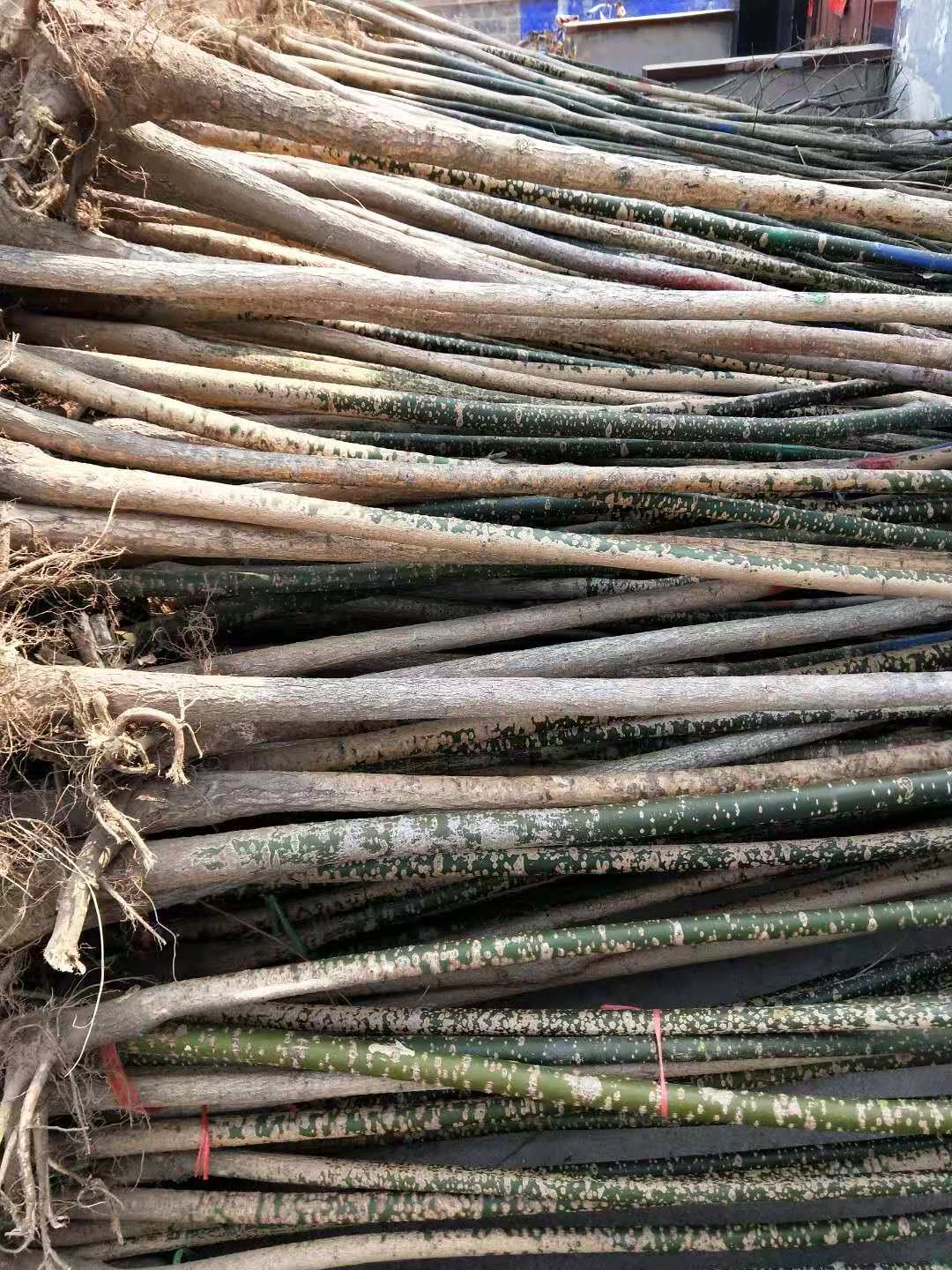 國懷樹苗批發(fā)  國懷樹苗大量銷售  國懷樹苗基地  國懷樹苗常年供應(yīng)