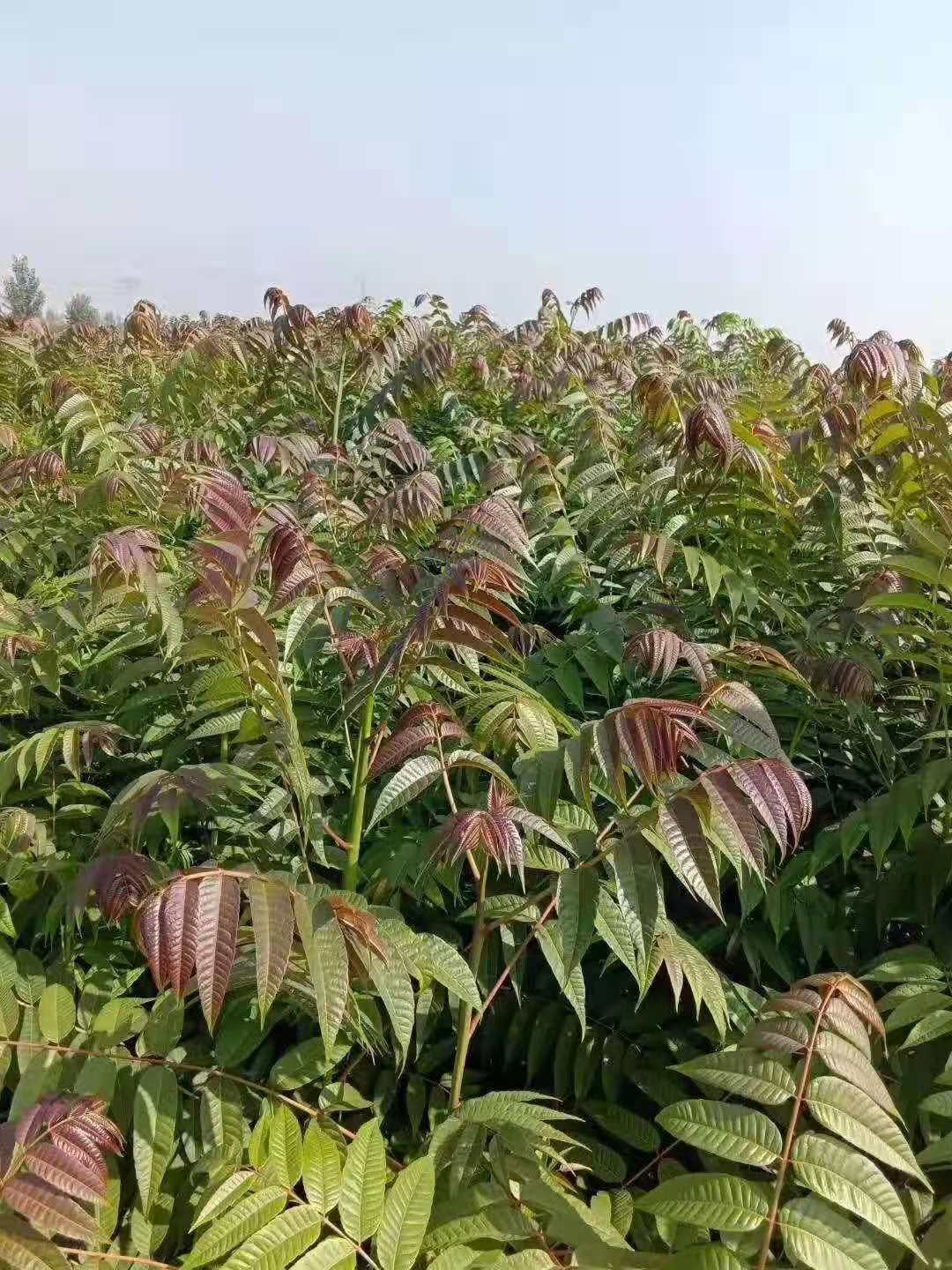 紅油香椿苗批發(fā) 香椿苗價(jià)格 香椿樹(shù)苗 成活率高 品種齊全