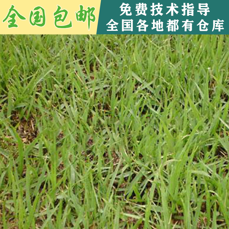 江西南昌基地直發(fā)結縷草種子江西南昌草籽進口草坪種子庭院護坡耐踐踏草籽批發(fā) 結縷草種子