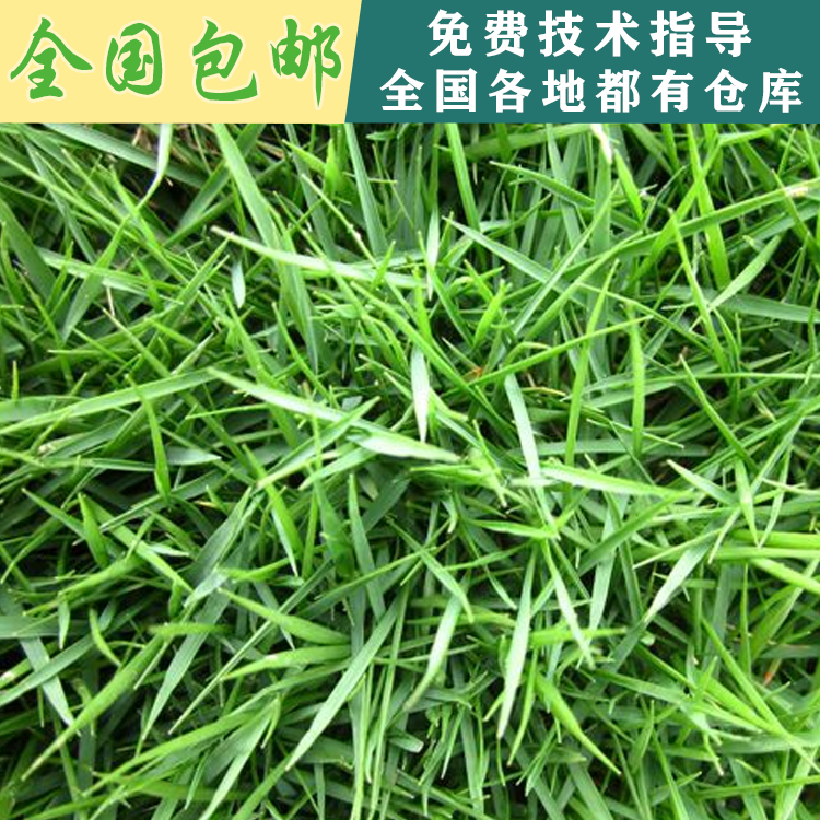 江西南昌基地直發(fā)結縷草種子江西南昌草籽進口草坪種子庭院護坡耐踐踏草籽批發(fā) 結縷草種子