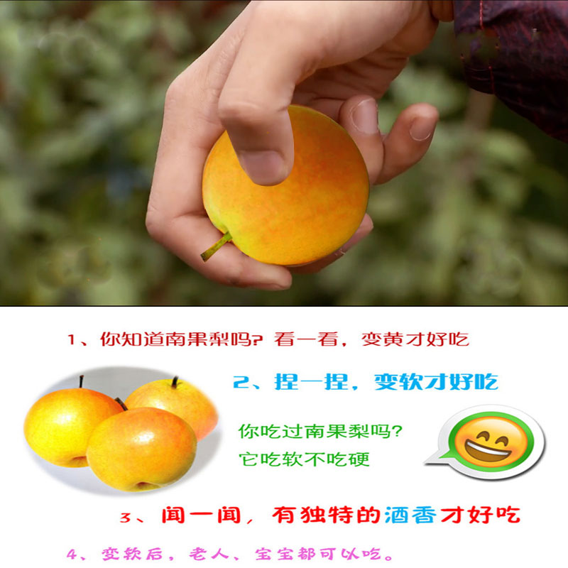 南果梨供應(yīng)，南果梨批發(fā)，南果梨價