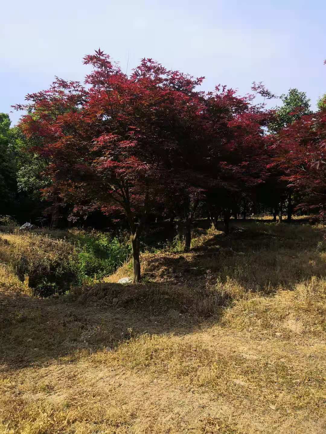 湖南日本紅楓，湖南日本紅楓批發(fā)，湖南日本紅楓多少錢